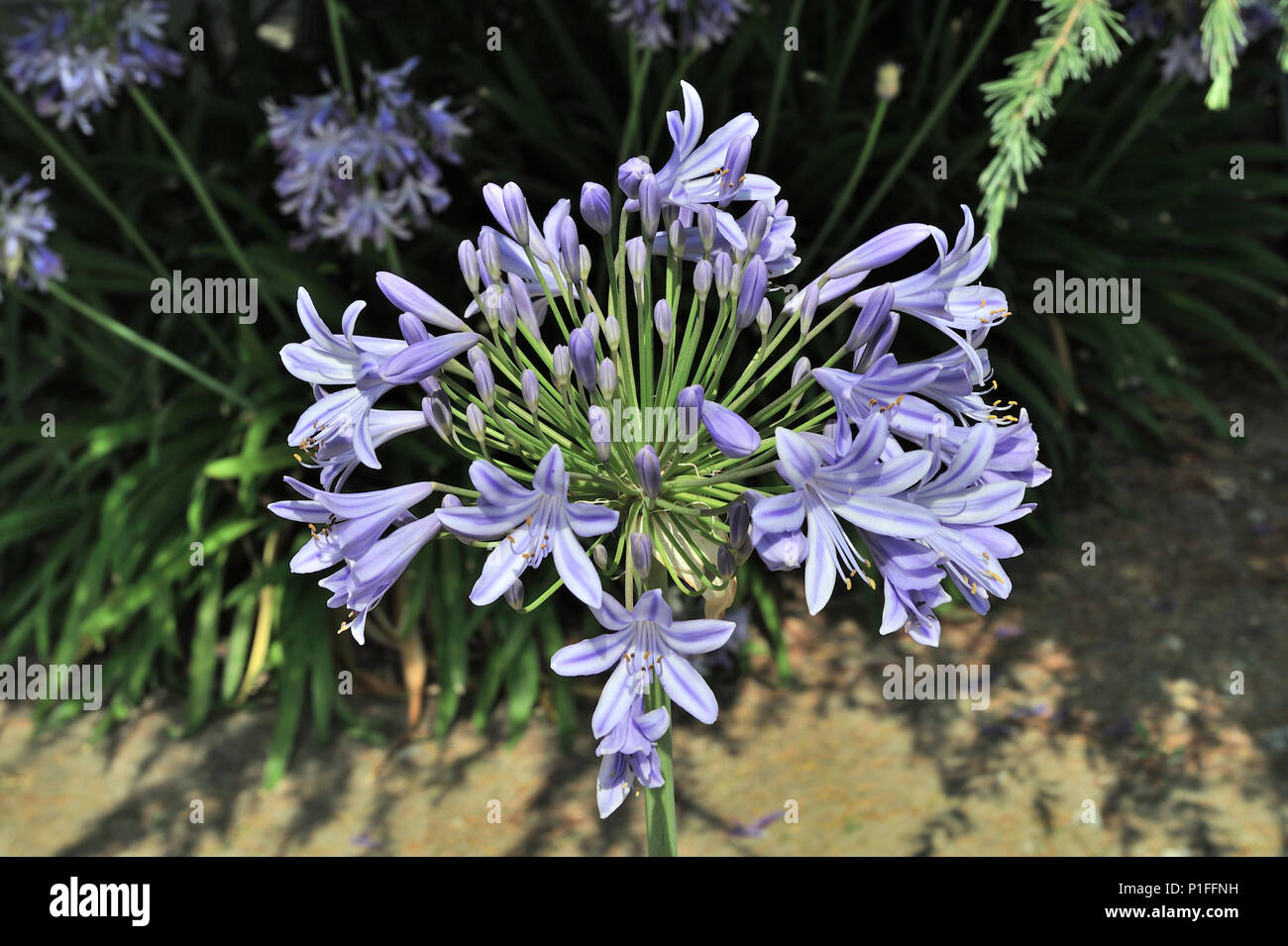 Agapanthus africanus, African Lily, Lily of the Nile, Laguna Hills, CA 080521 30478 Stock Photo