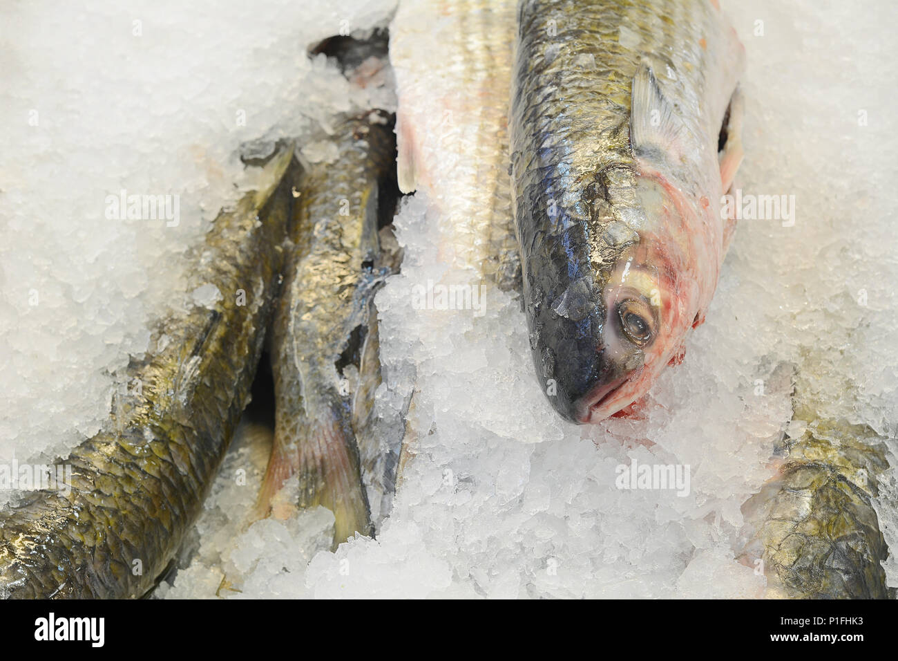 Frozen fish and seafood on ice at the market Stock Photo Alamy