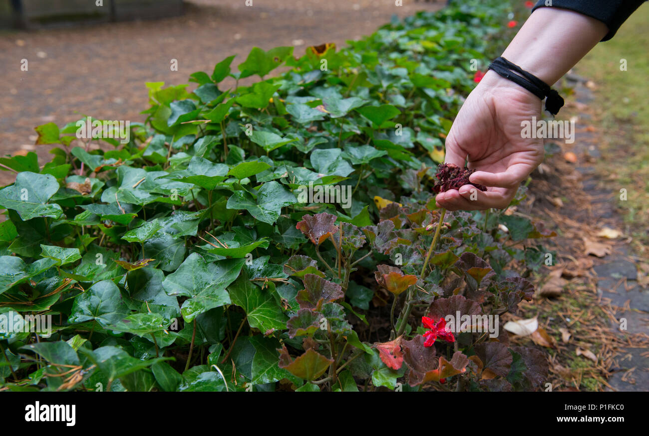 Haley Willis, 86th Operations Support Squadron spouse, pulls dead flowers off of bushes at the American Kindergraves in Kaiserslautern Germany, Oct. 15, 2016. Volunteers clean the gravesite every month to honor the children of the military members who served before them. (U.S. Air Force photo by Senior Airman Tryphena Mayhugh) Stock Photo