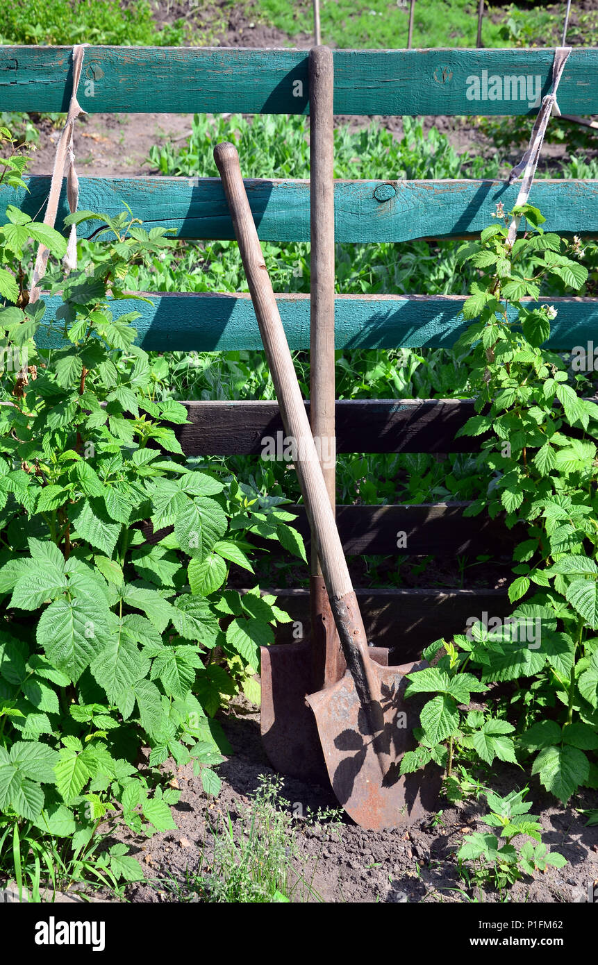 An old rusty shovel near the raspberry bushes, which grow next to the