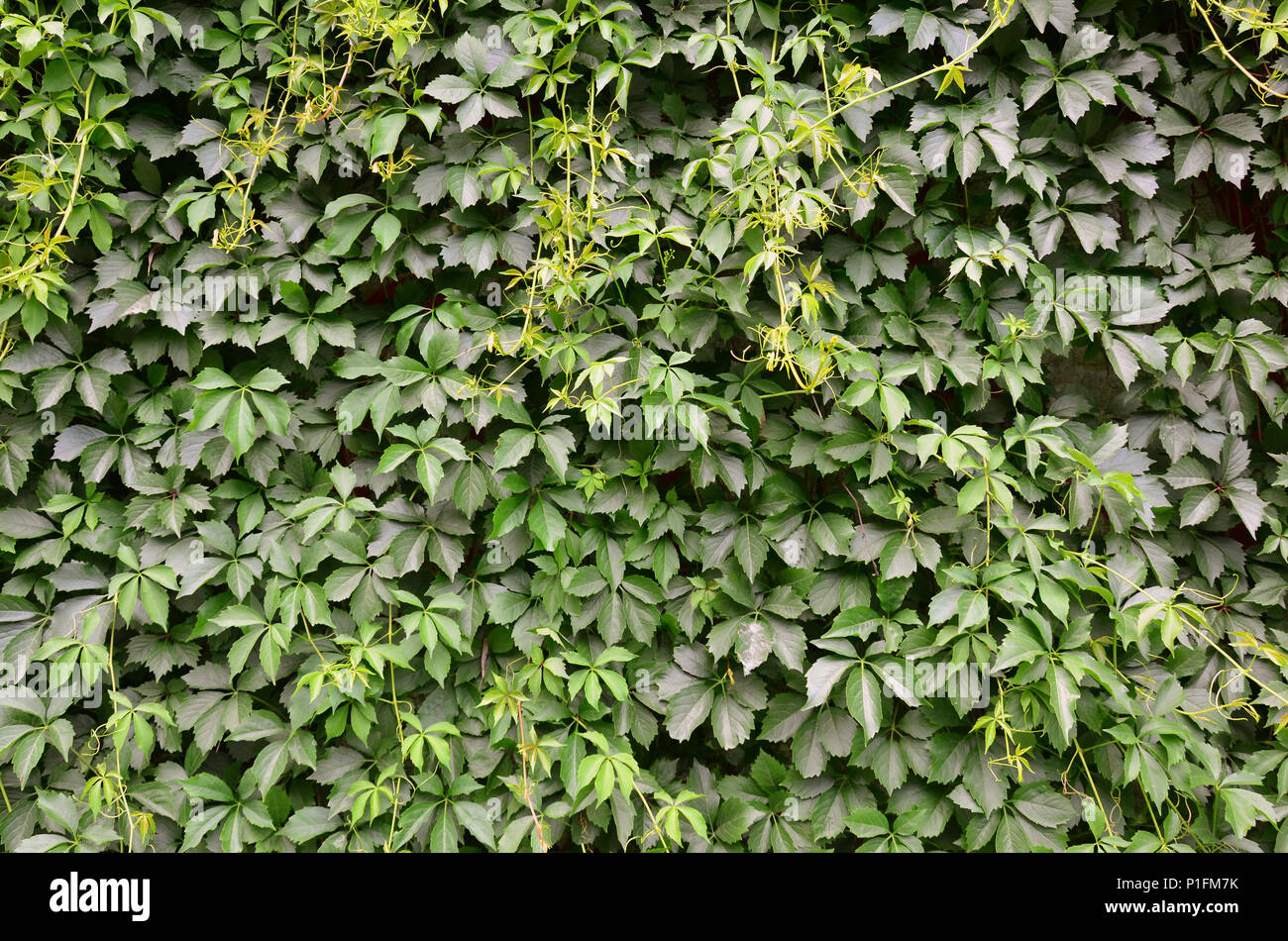 The texture of a lot of flowering green vines from wild ivy that