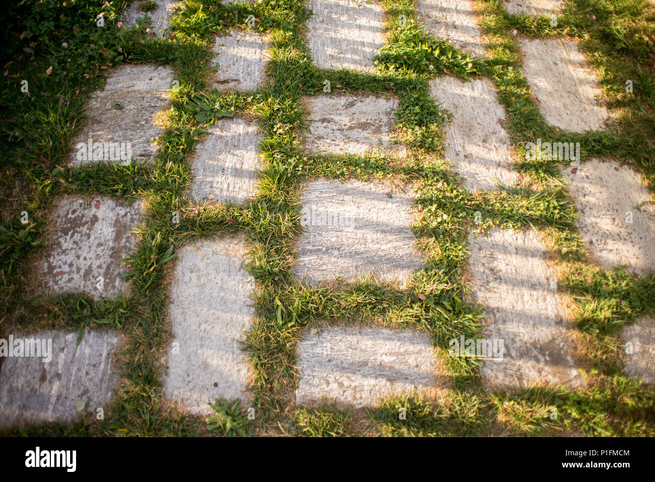 Green Grass Beetween Granite Street Tile with Shadow on Sunset. Stock Photo