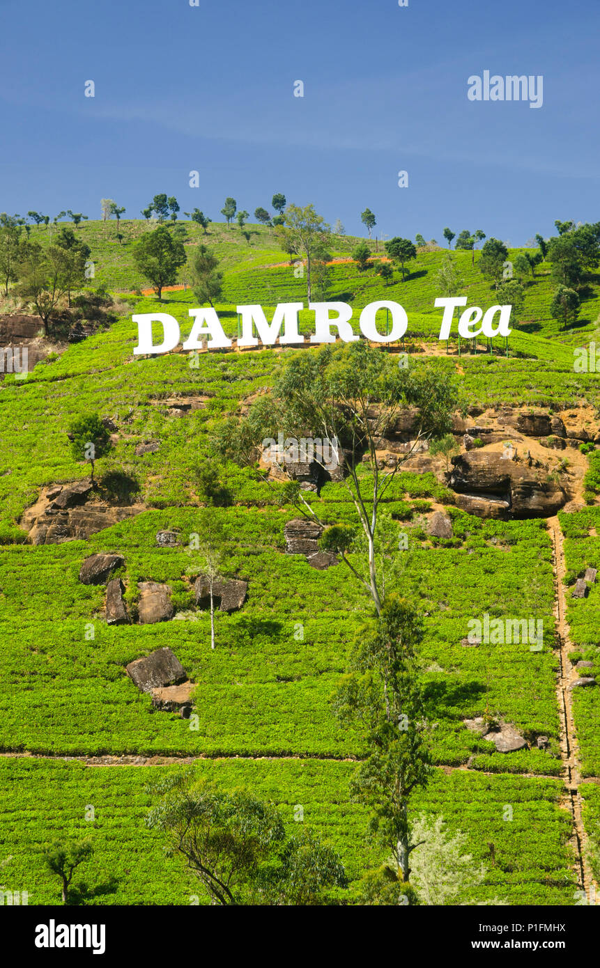 Damro Tea Estate, Sri Lanka Stock Photo Alamy