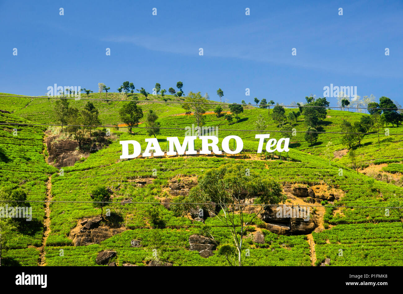 Damro Tea Estate, Sri Lanka Stock Photo Alamy