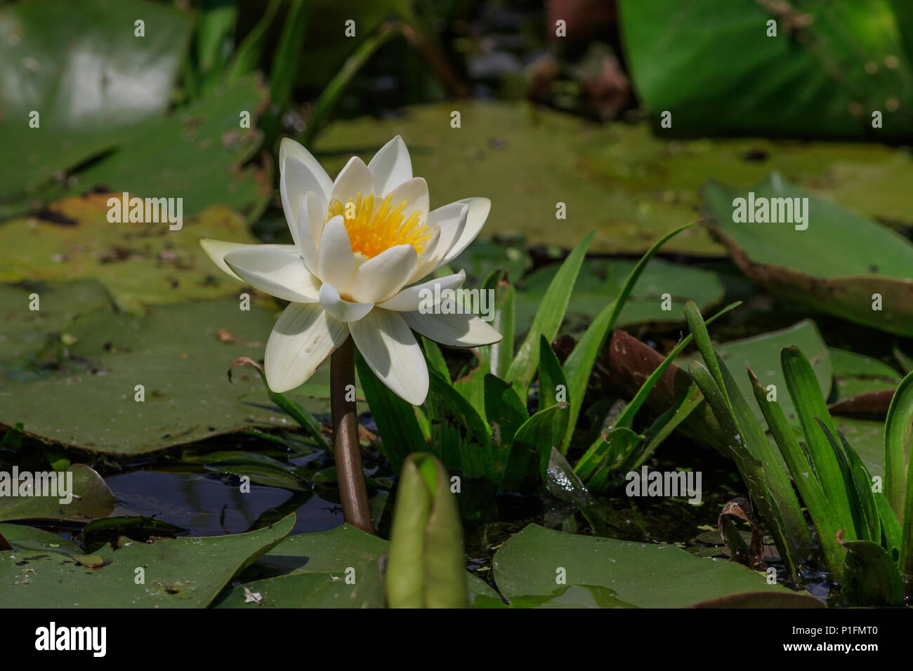 european white water lilly (nymphaea alba) in Danube Delta, Romania Stock Photo