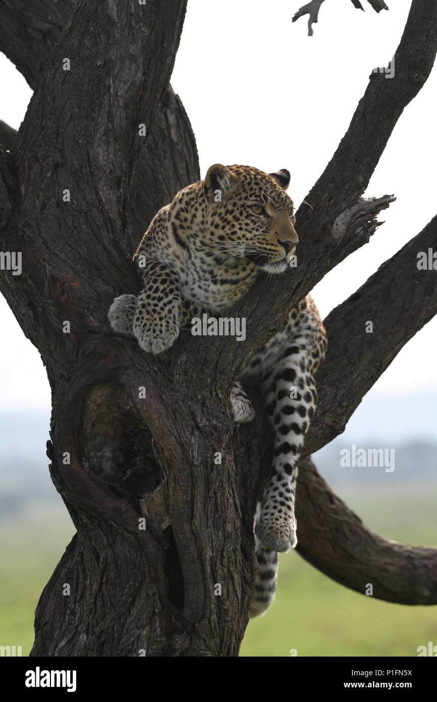 Leopard in tree looking for prey on the Massai Mara savannah. Female leopard (Panthera pardus). Picture taken in the Olare Motorogi Conservancy Stock Photo