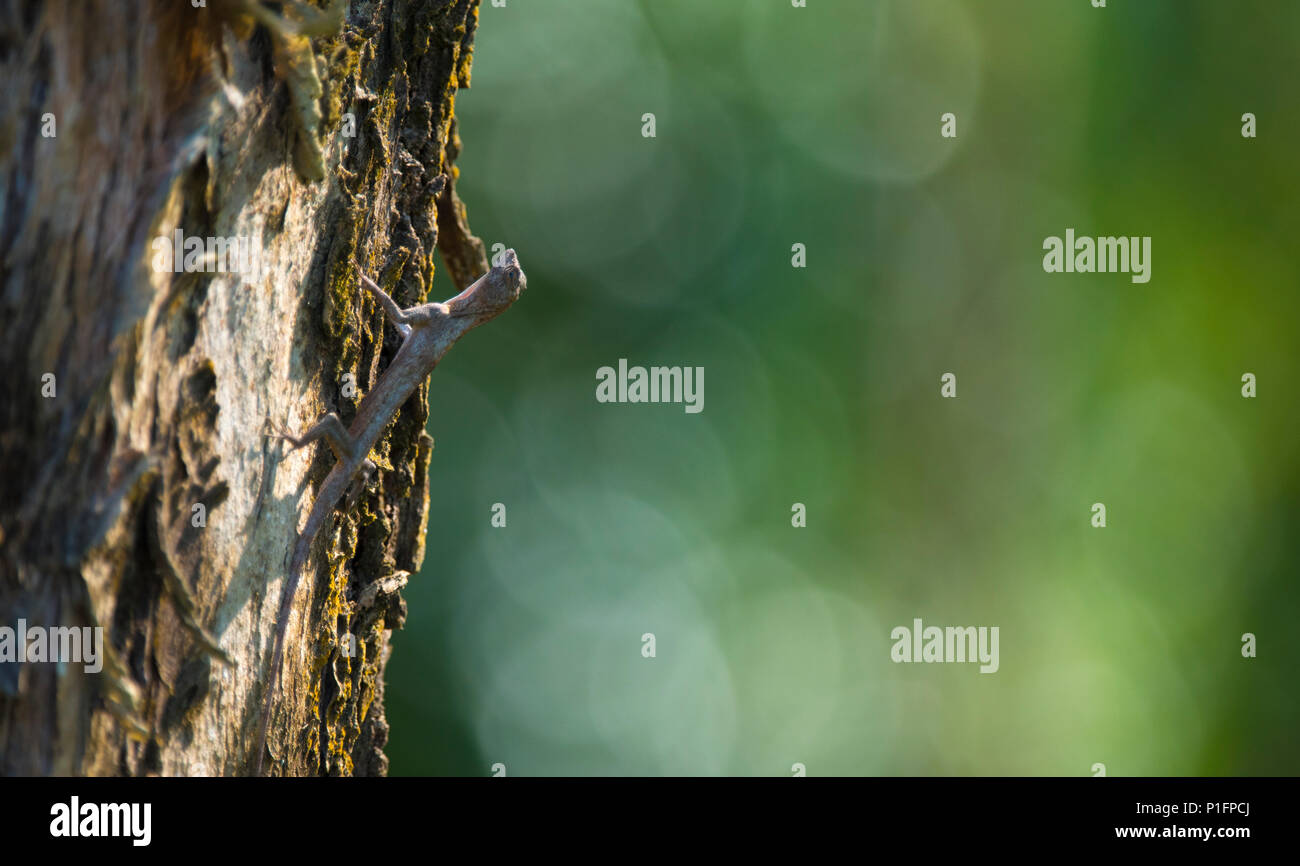 Flying dragon, Flying lizard on the tree at Khao Yai National Park, Thailand Stock Photo