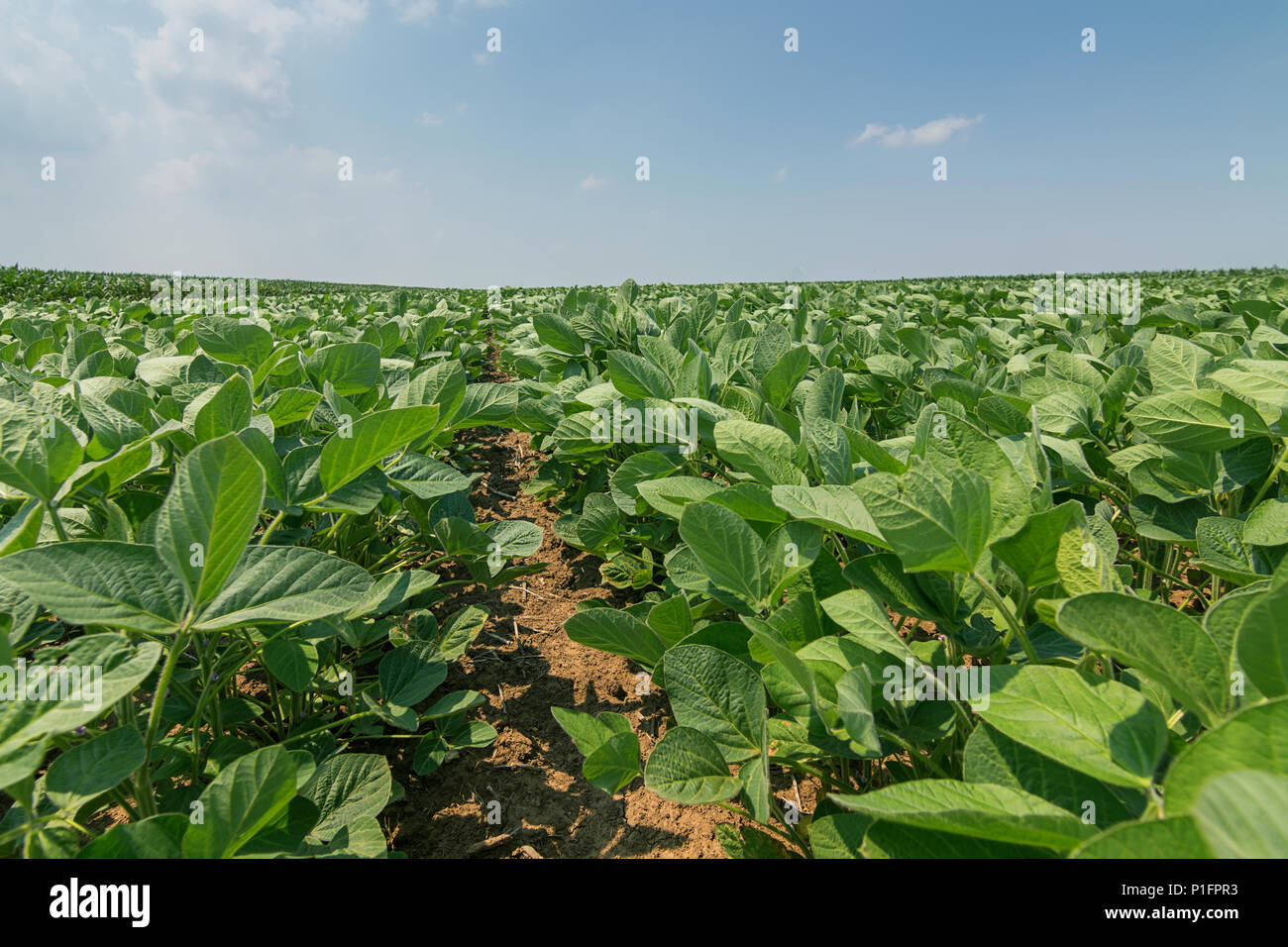 Young soybean crop usa hi-res stock photography and images - Alamy
