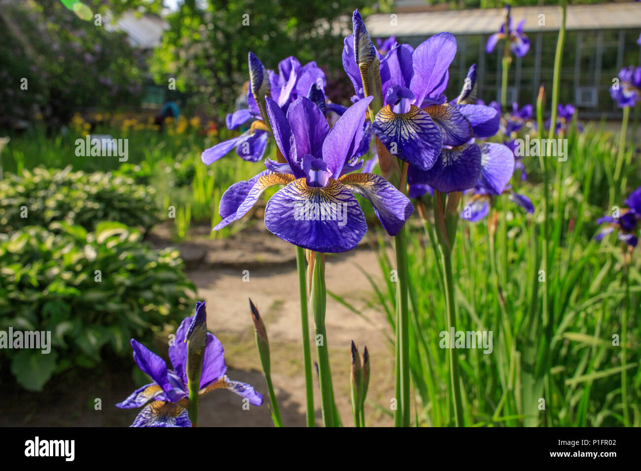 Beautiful blue violet iris flowers in the botanical garden. Siberian iris. Iris sibirica. Blossoming, gardening, nature beauty, green grass Stock Photo