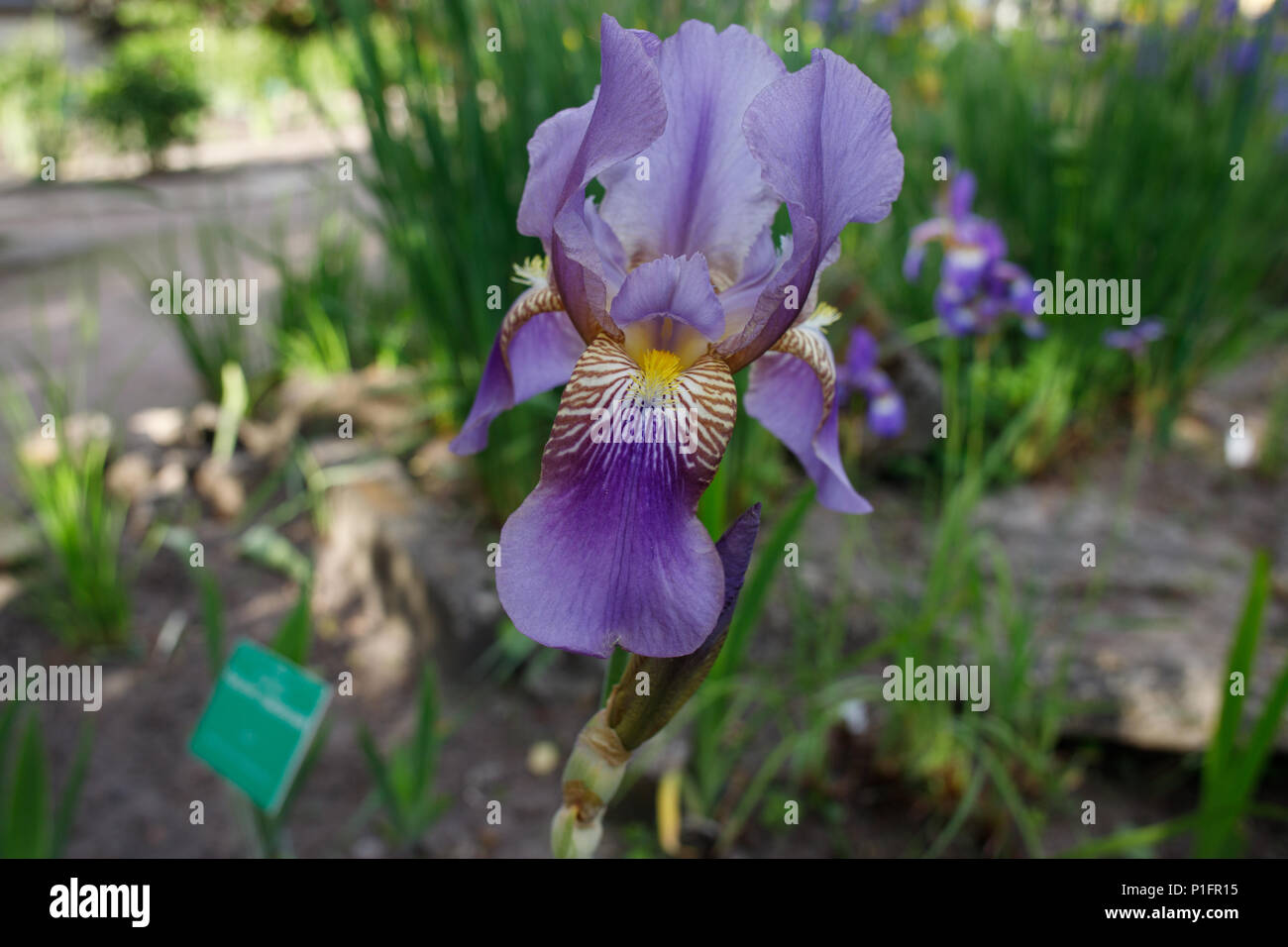 Beautiful blue violet iris flower in the botanical garden. Purple bearded Iris. Iris germanica. Blossoming, gardening, nature beauty. Stock Photo