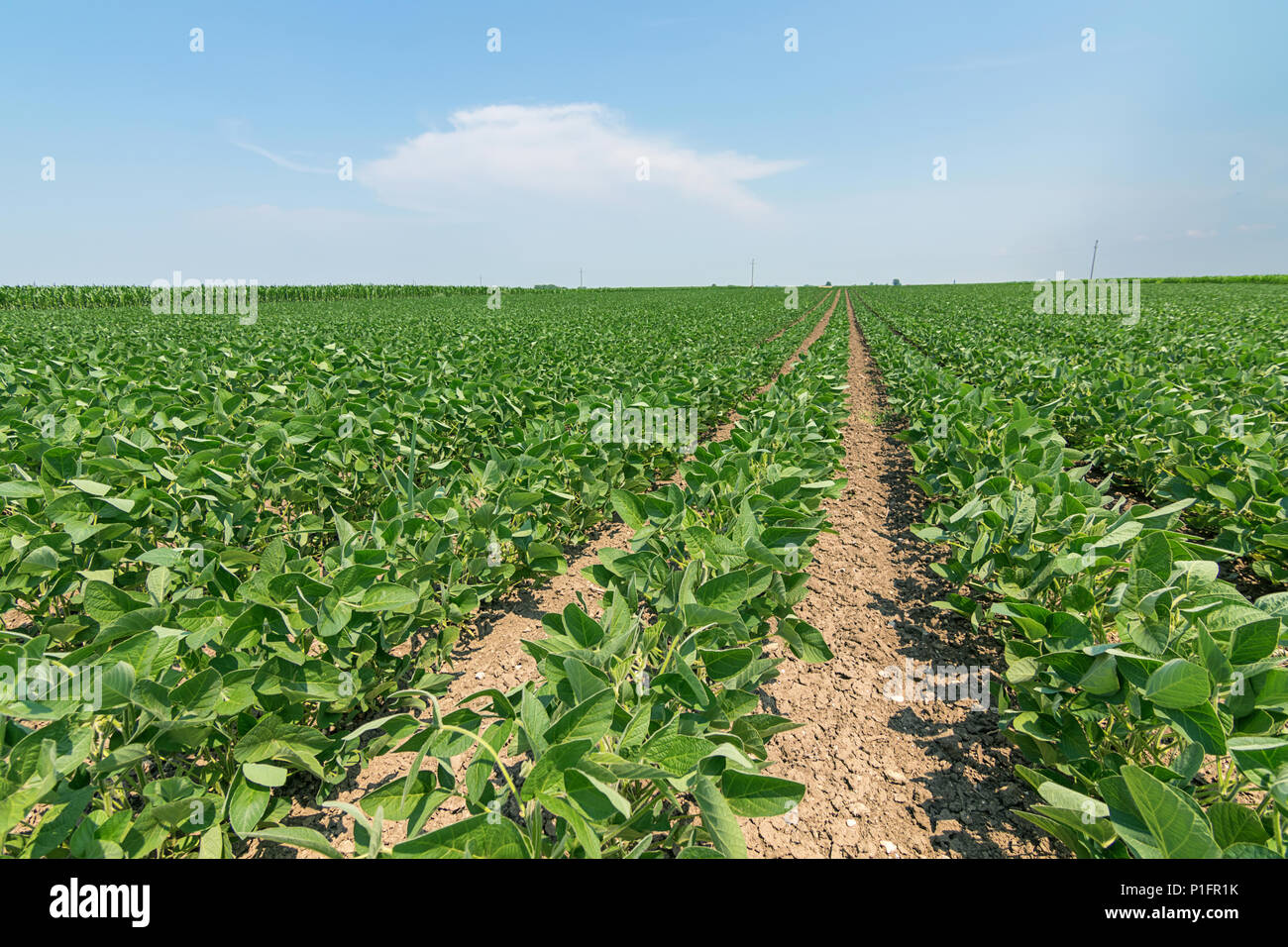 Soy plantation brasil hi-res stock photography and images - Alamy