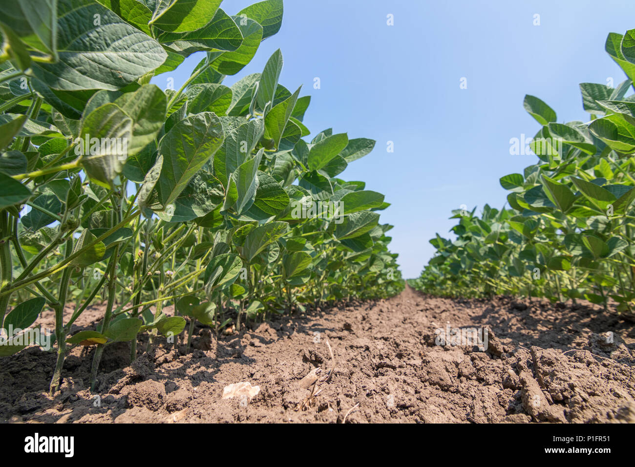 Young soybean crop usa hi-res stock photography and images - Alamy