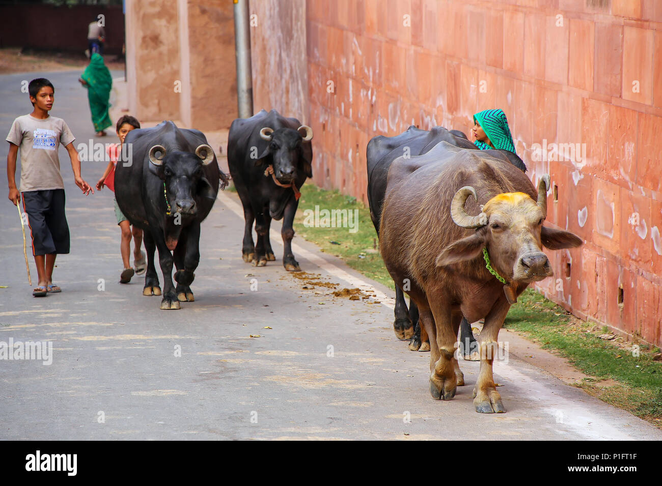Water buffalo on the road outside of Taj Mahal in Agra, Uttar Pradesh, India. Agra is one of the most populous cities in Uttar Pradesh Stock Photo - Alamy