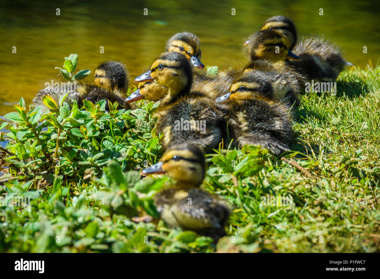 Cute ducklings in Santiago de Compostela, Galicia, Spain Stock Photo