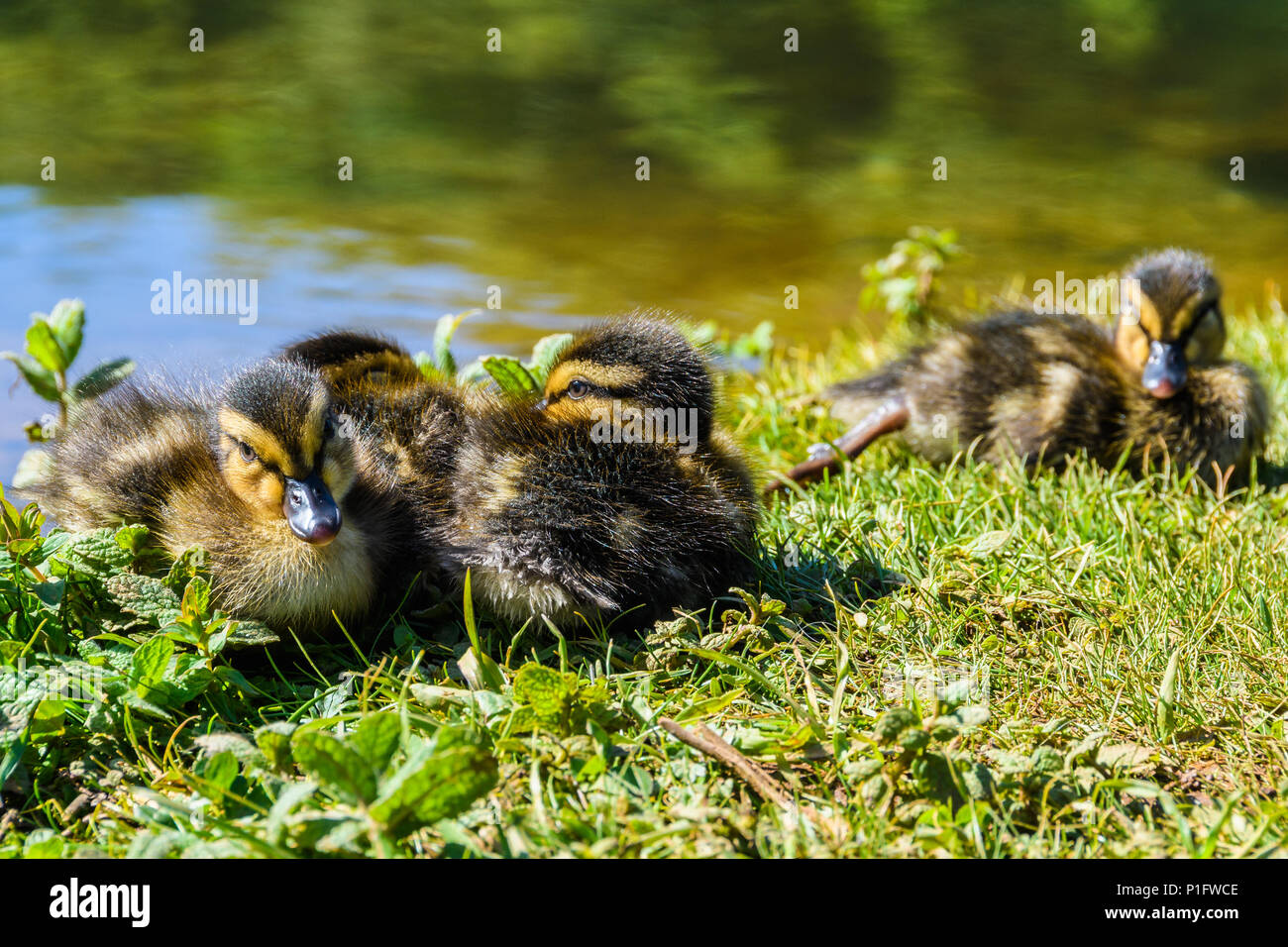 Cute ducklings in Santiago de Compostela, Galicia, Spain Stock Photo