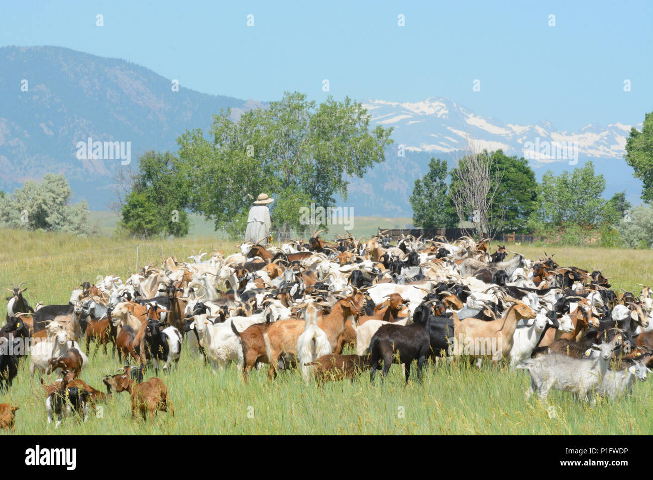 Unrecognizable goatherd herding goat herd in field below Rocky Mountains to provide chemical free weed control and wildfire mitigation Stock Photo