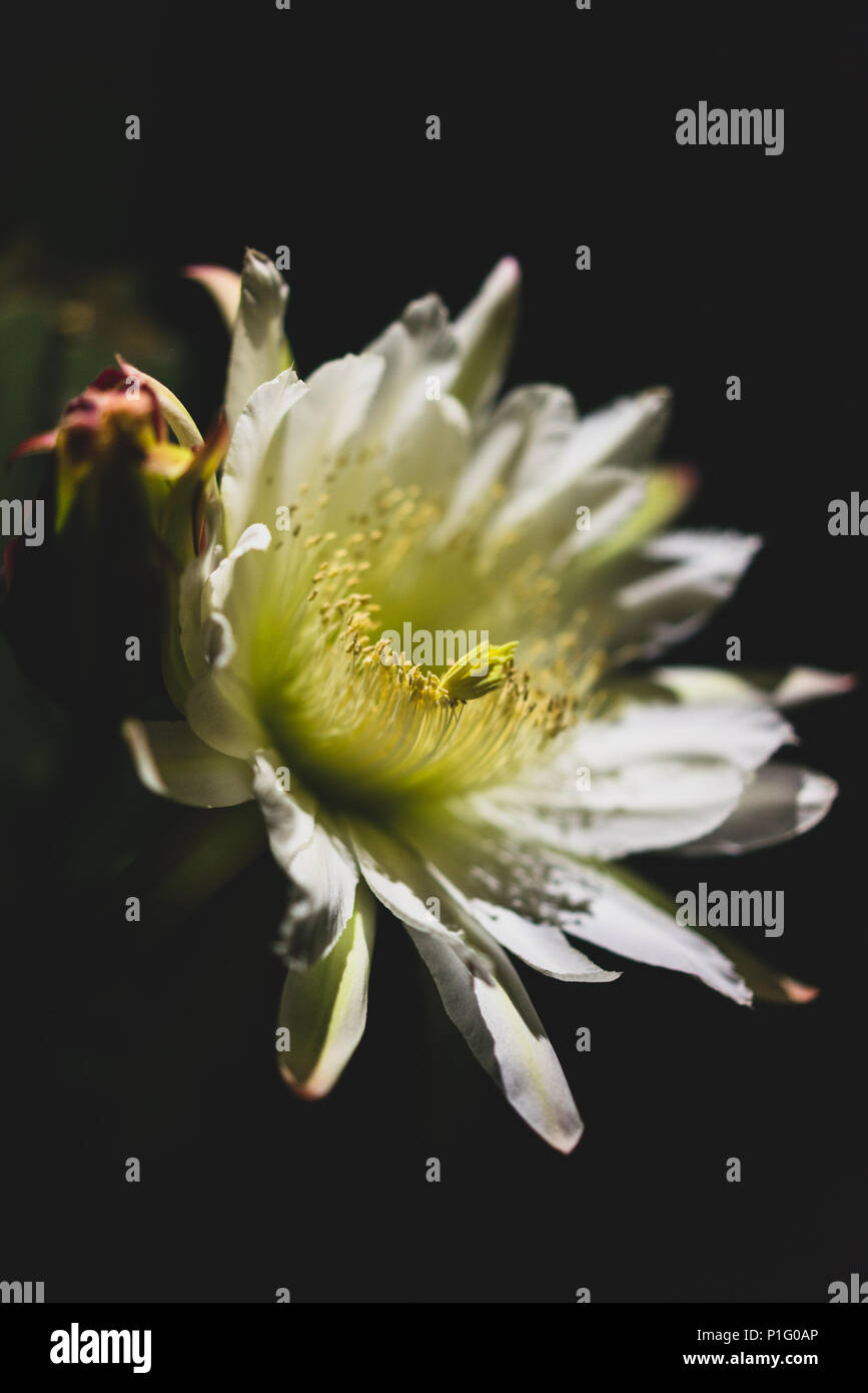 Nocturnal blooming hires stock photography and images Alamy