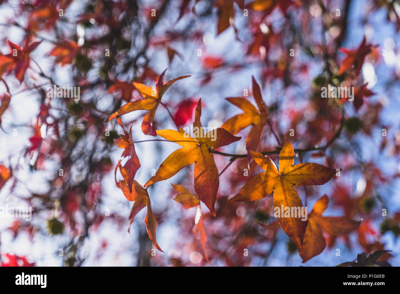 closeup of colorful fall leaves on trees Stock Photo