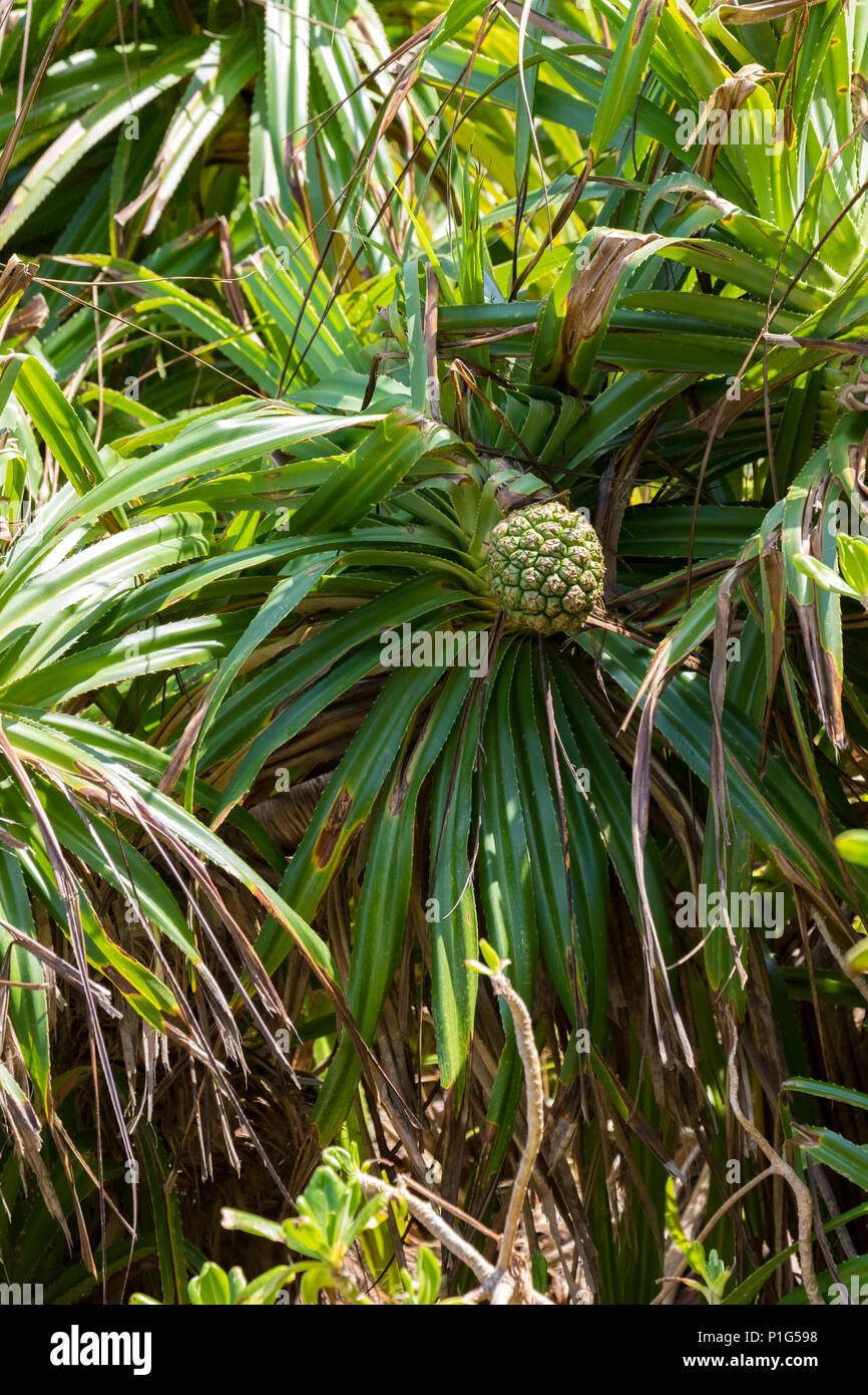 Monocot tree hires stock photography and images Alamy