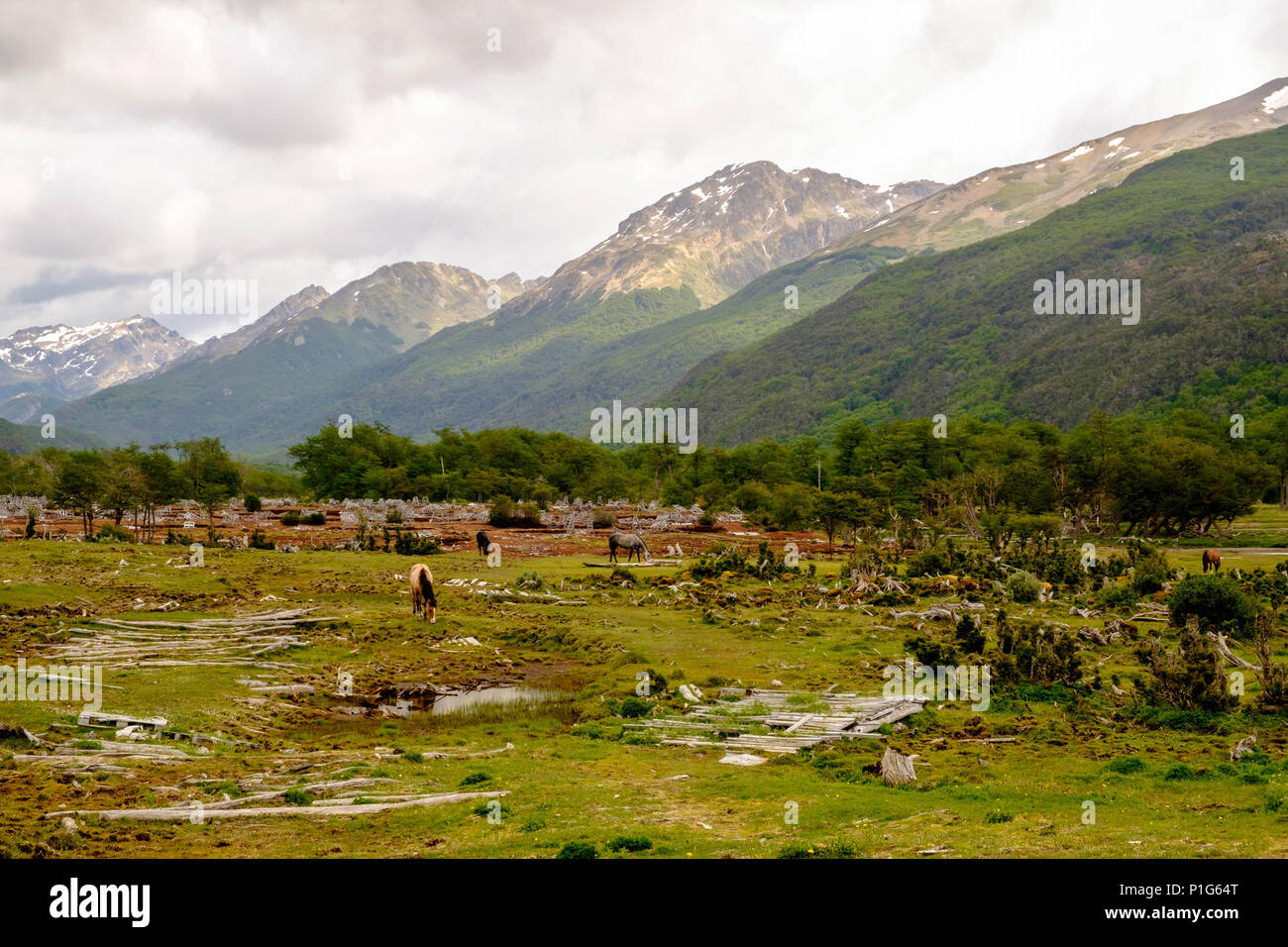 A valley named 'Andorra' extends in between the mountains of the Argentinian town of Ushuaia. Here, a walking path leads to 'Laguna de los Témpanos'. Stock Photo