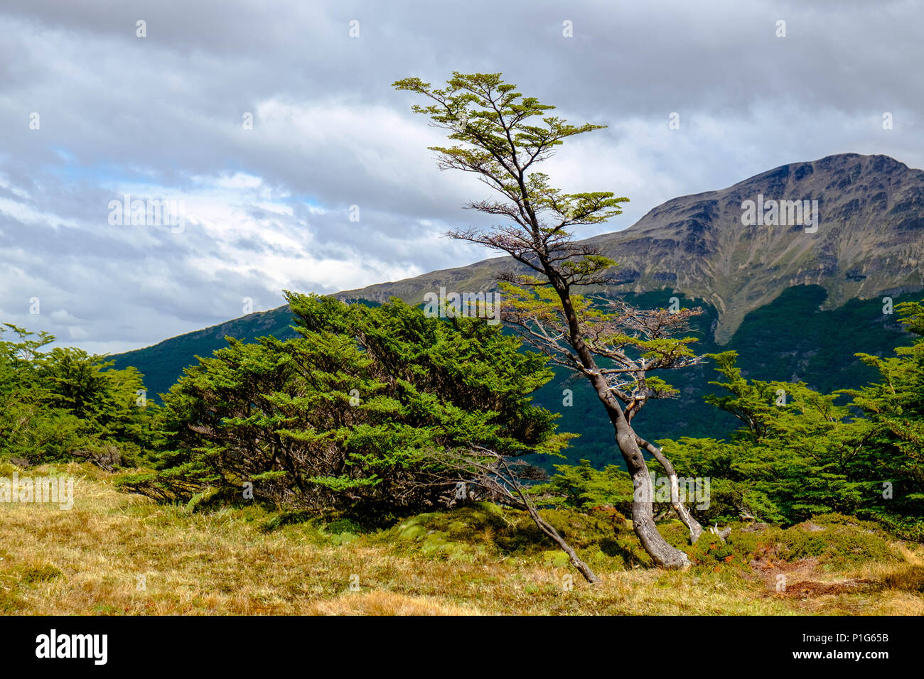 Patagonia is known for its windy areas. Here, a tree is shapes by the wind, on the climb to the beautiful Laguna de los Témpanos. Stock Photo