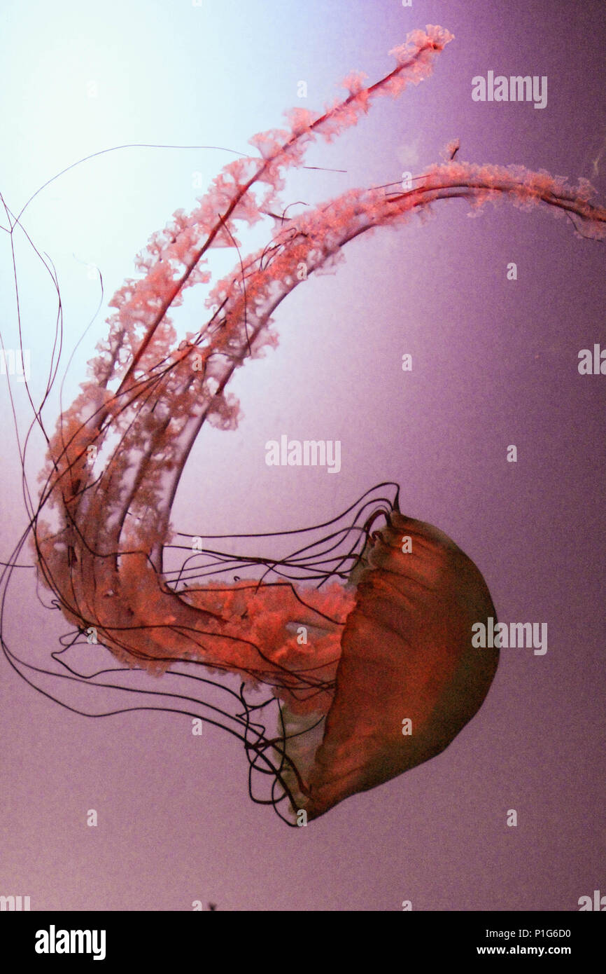 Jellyfish at the aquarium. Stock Photo