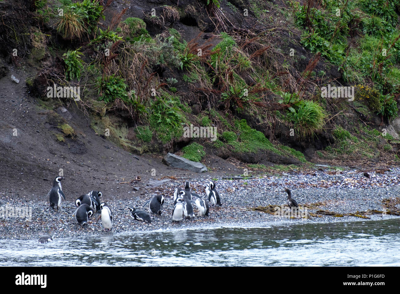 Several Magellanic penguins on an island in the Beagle Channel in Argentina. Stock Photo