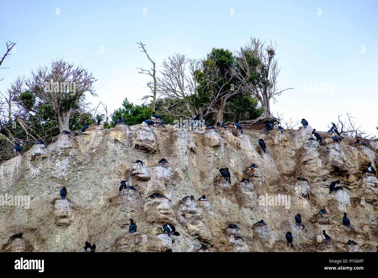 A colony of rock shags nesting on a cliff on an island in the Beagle Channel near Ushuaia, Argentina. Stock Photo