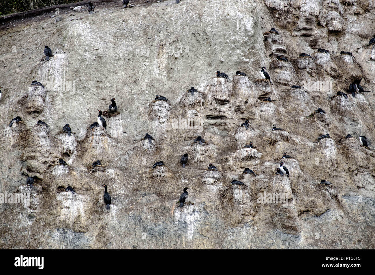 Many rock shags on their nests on a steep cliff at the coast of an island in the Beagle Channel. Stock Photo