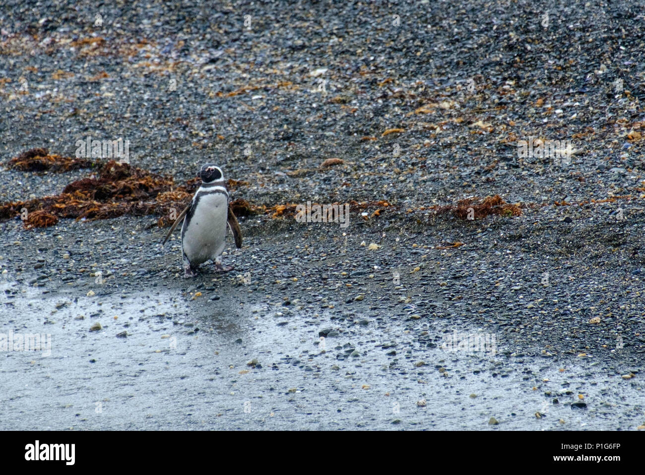 A lonely Magellanic penguins walks on a beach of an island in the Beagle Channel. Stock Photo