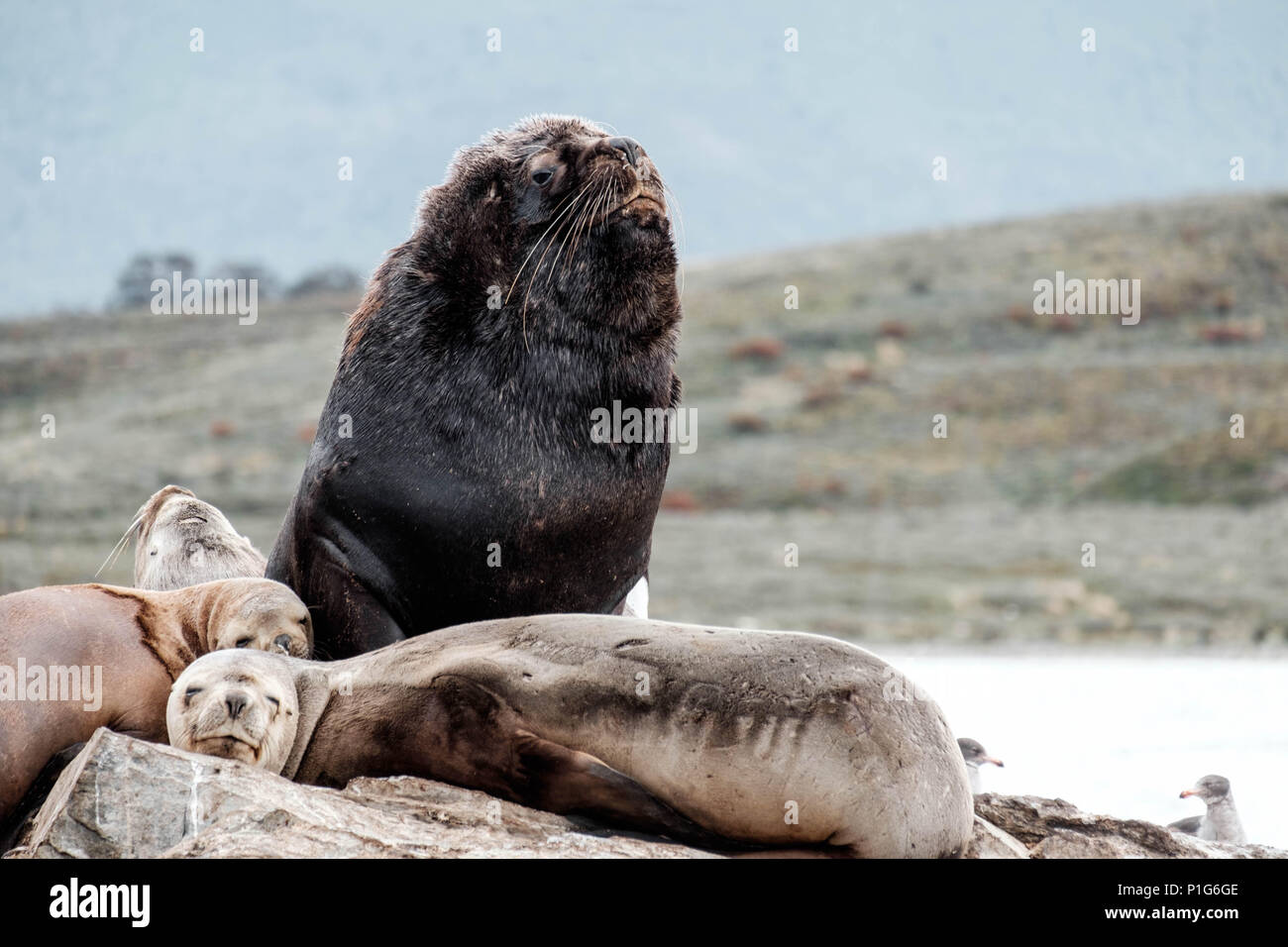 Seal animal appearance hires stock photography and images Alamy