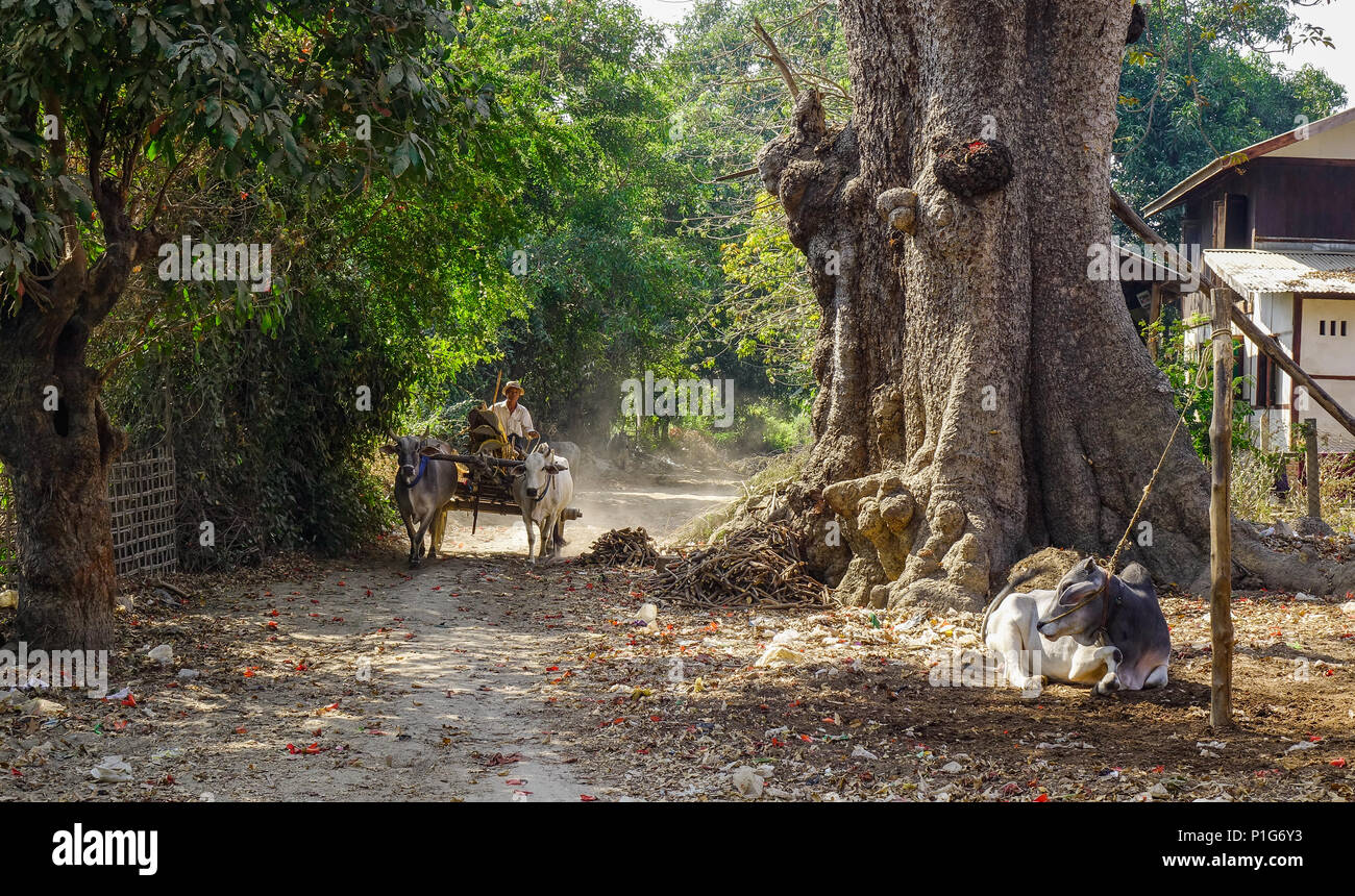 Mandalay, Myanmar - Feb 10, 2017. Ox cart running on rural road at sunny day in Mandalay, Myanmar. Stock Photo