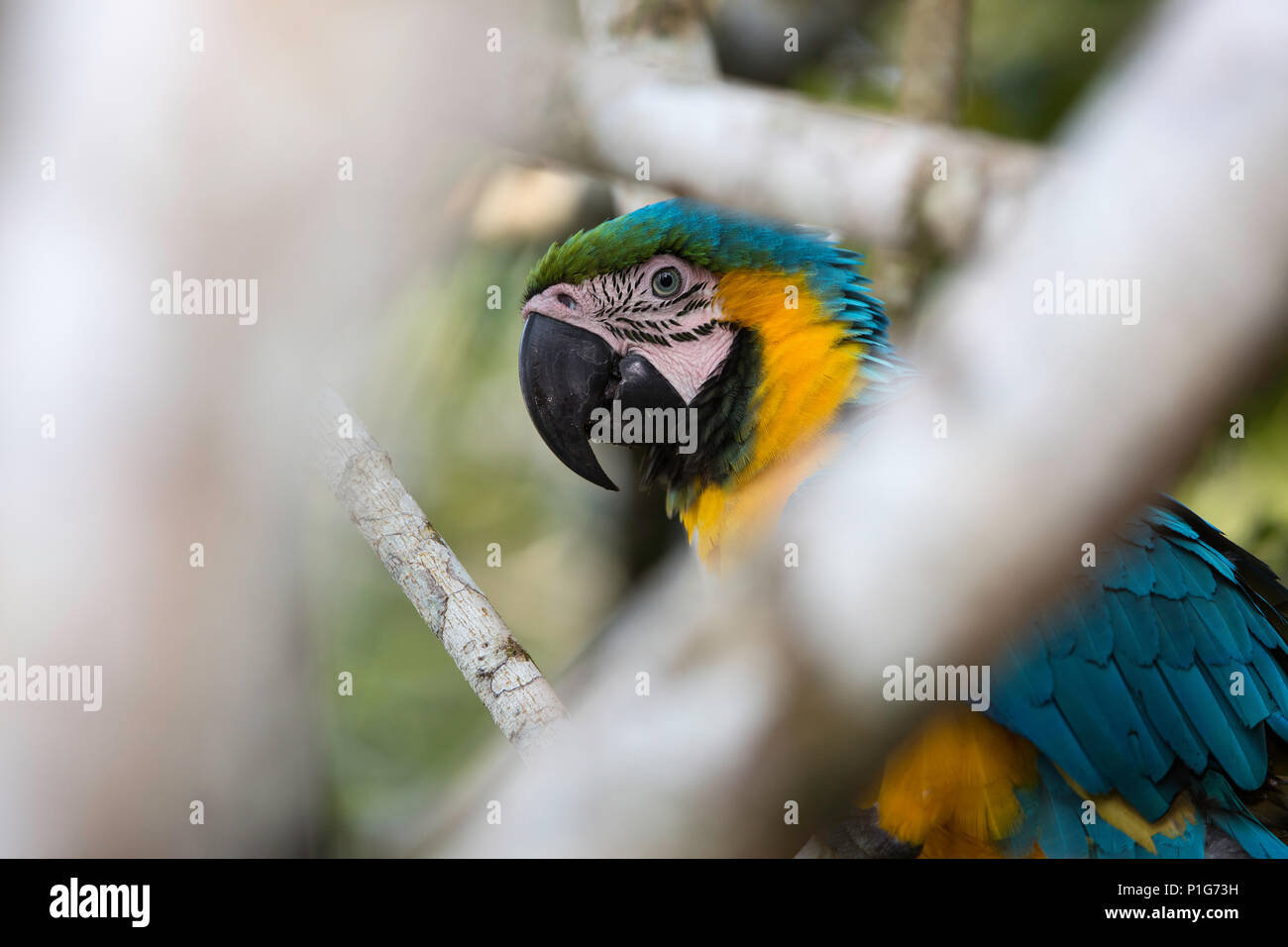 Adult blue and yellow macaw, Ara ararauna, Amazon National Park, Upper Amazon River Basin, Loreto, Peru Stock Photo