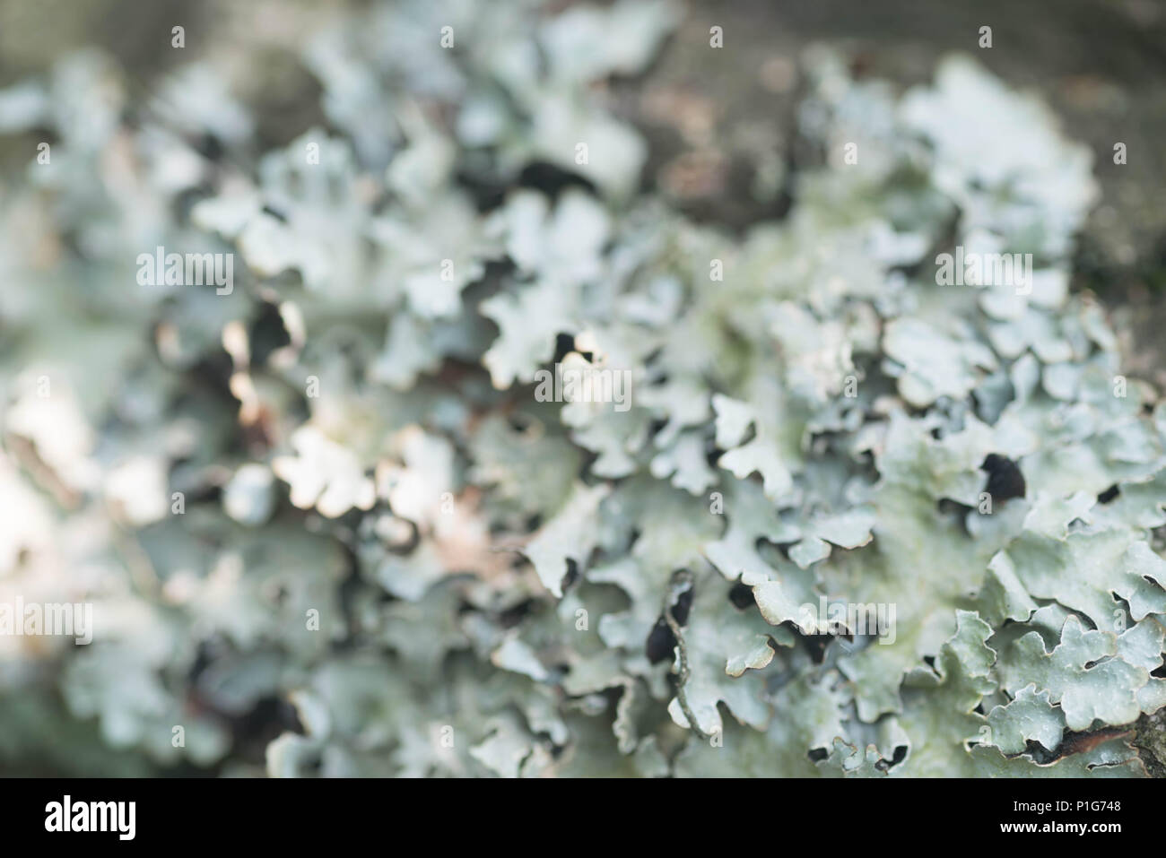 lichen hypogymnia physodes on tree branch macro selective focus Stock Photo