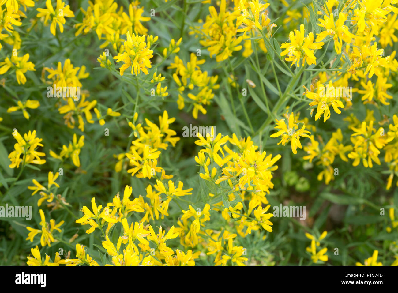 yellow wildflowers (Fabaceae) in forest closeup Stock Photo