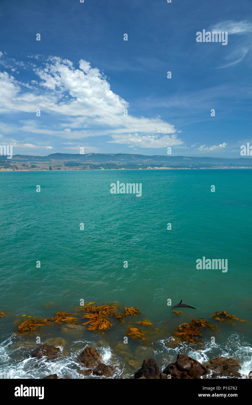 New Zealand Fur Seal ( Arctocephalus forsteri ) and kelp, Moeraki, North Otago, South Island, New Zealand Stock Photo