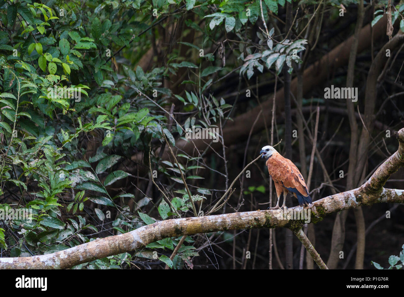 Adult black-collared hawk, Busarellus nigricollis, Amazon National Park, Upper Amazon River Basin, Loreto, Peru Stock Photo
