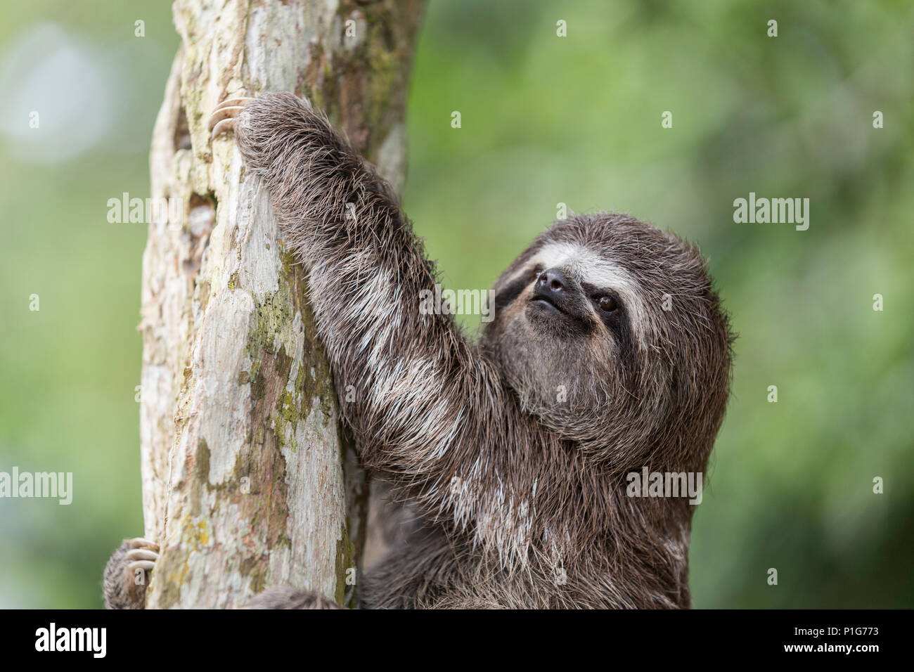 A captive 'pet' brown-throated sloth, Bradypus variegatus, San Francisco Village, Loreto, Peru Stock Photo