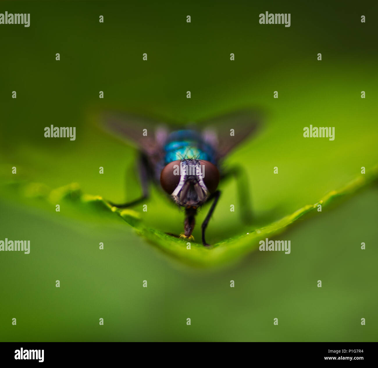 Blue Bottle Fly (Calliphora vomitoria Stock Photo Alamy