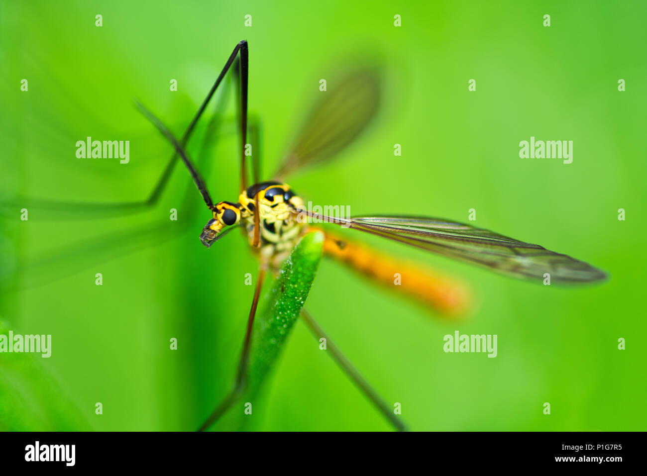 Crane Fly (Tipulidae) Stock Photo