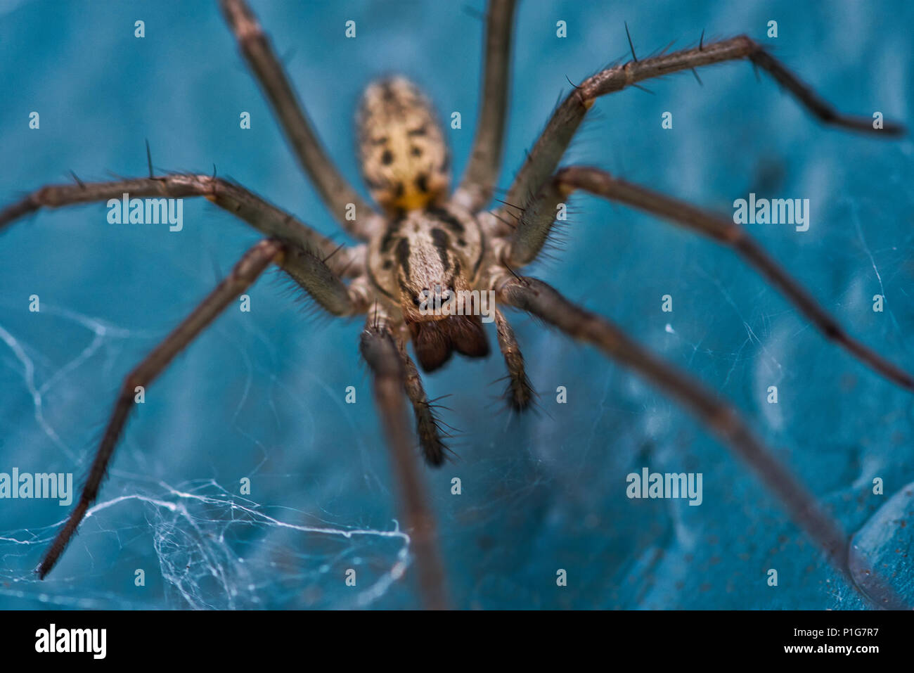 House Spider ( Tegenaria Domestica) Stock Photo