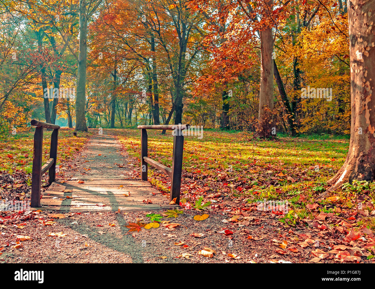 Autumn forest with small wooden bridge Stock Photo