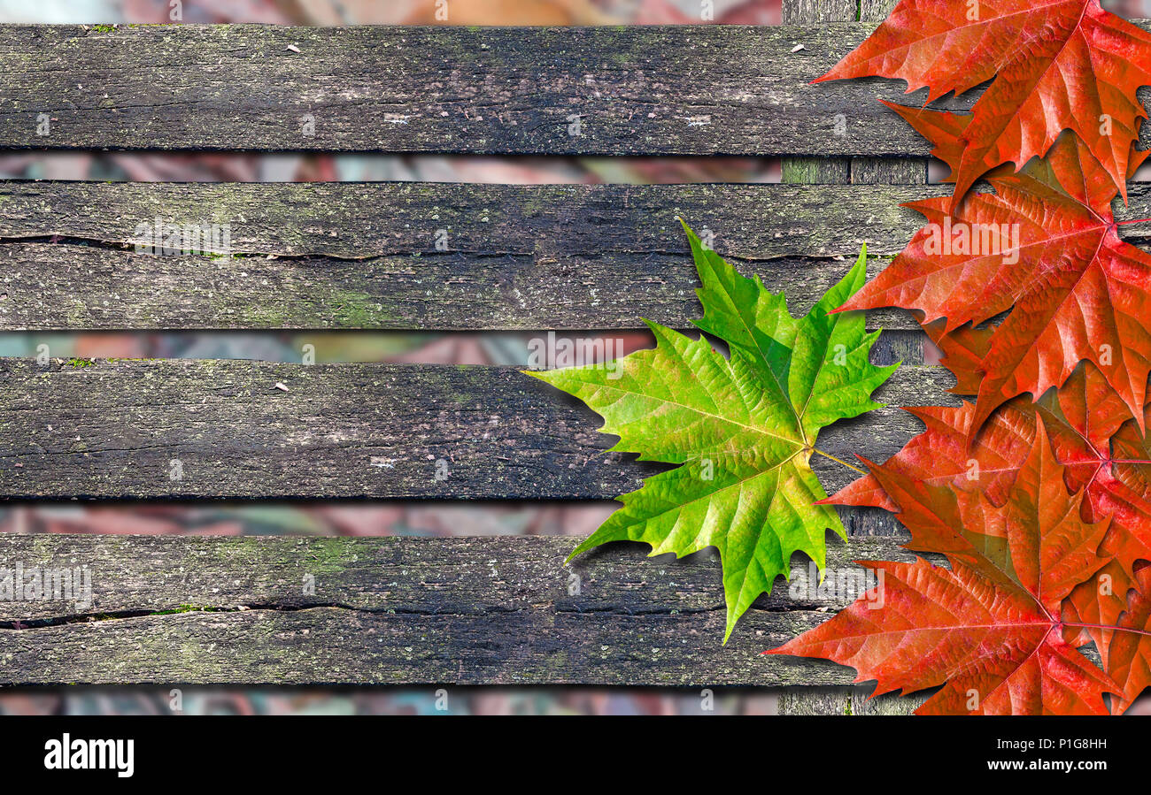 Autumn background with colorful leaves on wooden board Stock Photo - Alamy