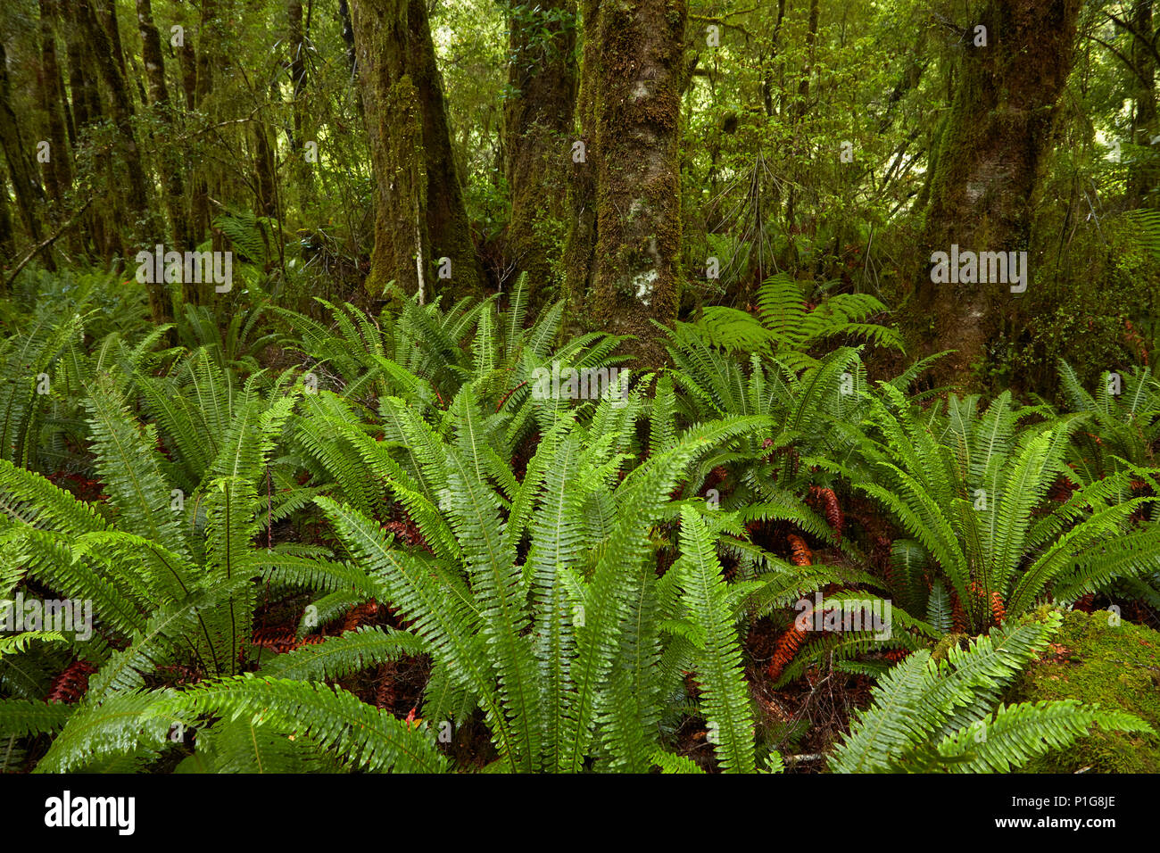 Native bush, Pleasant Flat, Haast Pass, Mt Aspiring National Park, West Coast, South Island, New Zealand Stock Photo