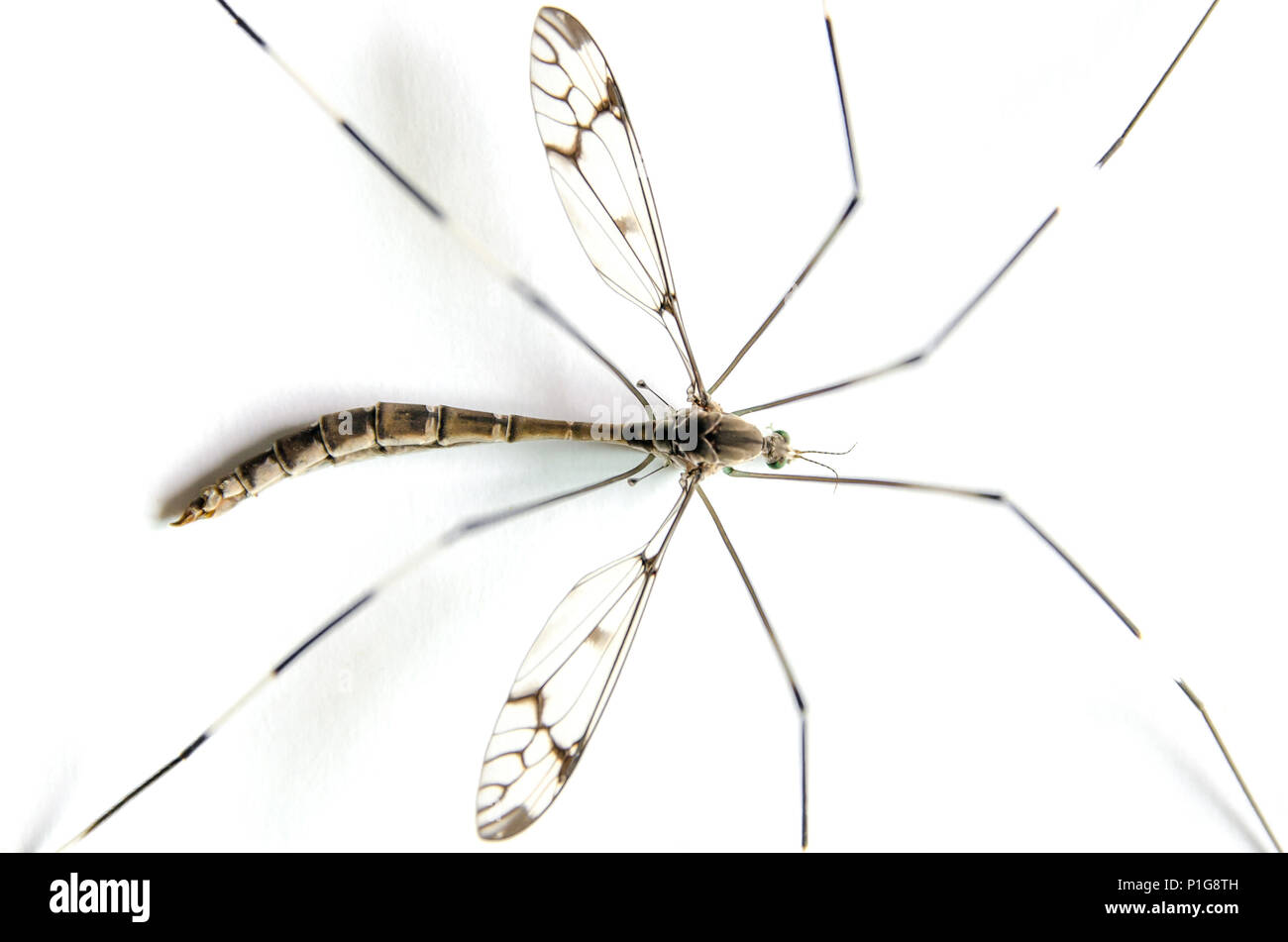 Macro of mosquito on white background, Close up of big mosquitoes on