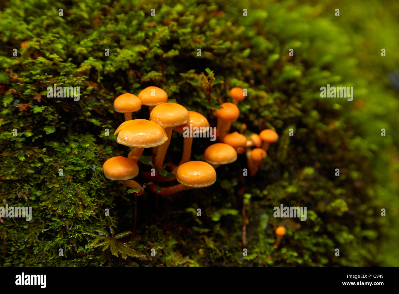 Fungi, Pleasant Flat bush walk, Haast Pass, Mt Aspiring National Park, West Coast, South Island, New Zealand Stock Photo