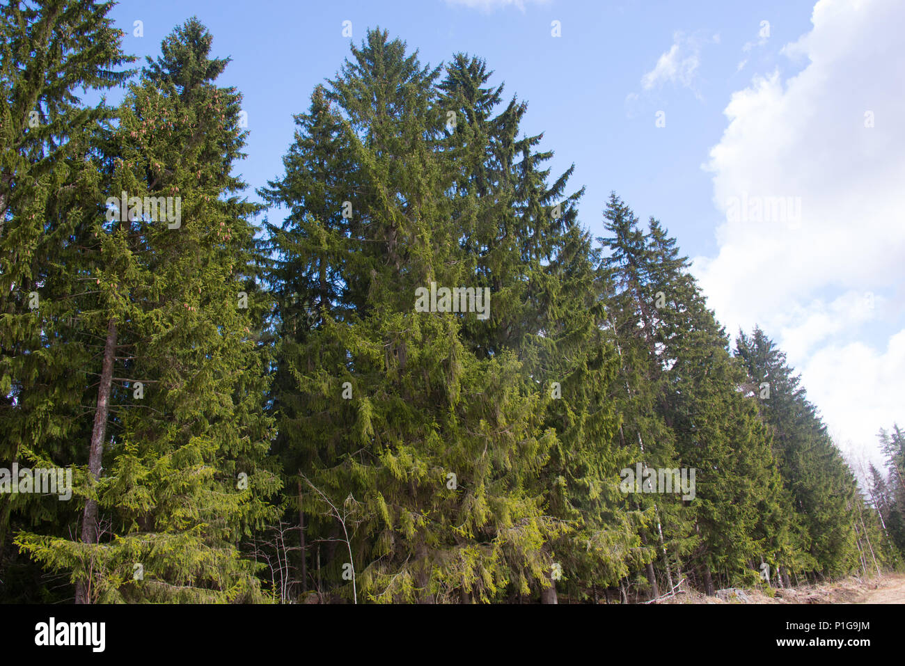 Spruce forest. Hausjärvi, Finland. 21.4.2018 Stock Photo