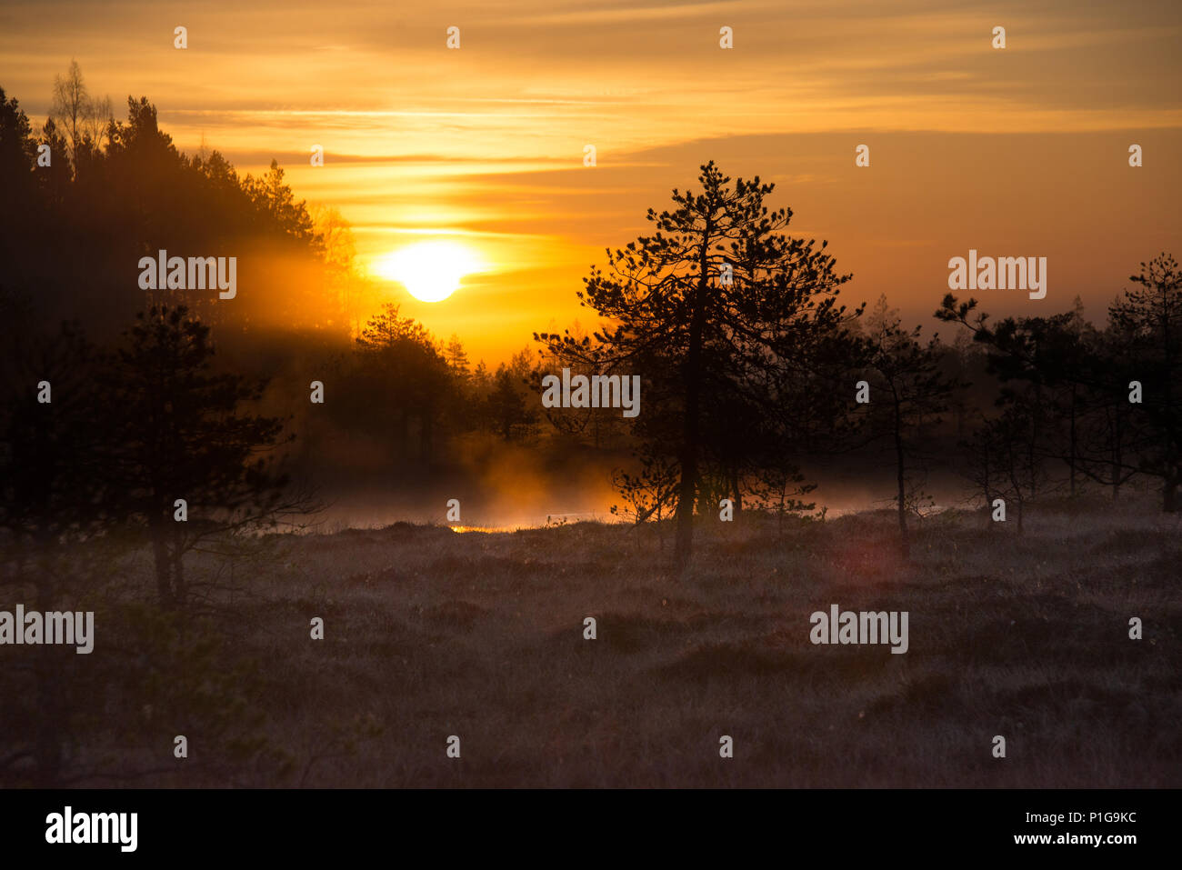 Misty sunrise. Torronsuo National Park, Tammela, Finland. 7.5.2018 Stock Photo