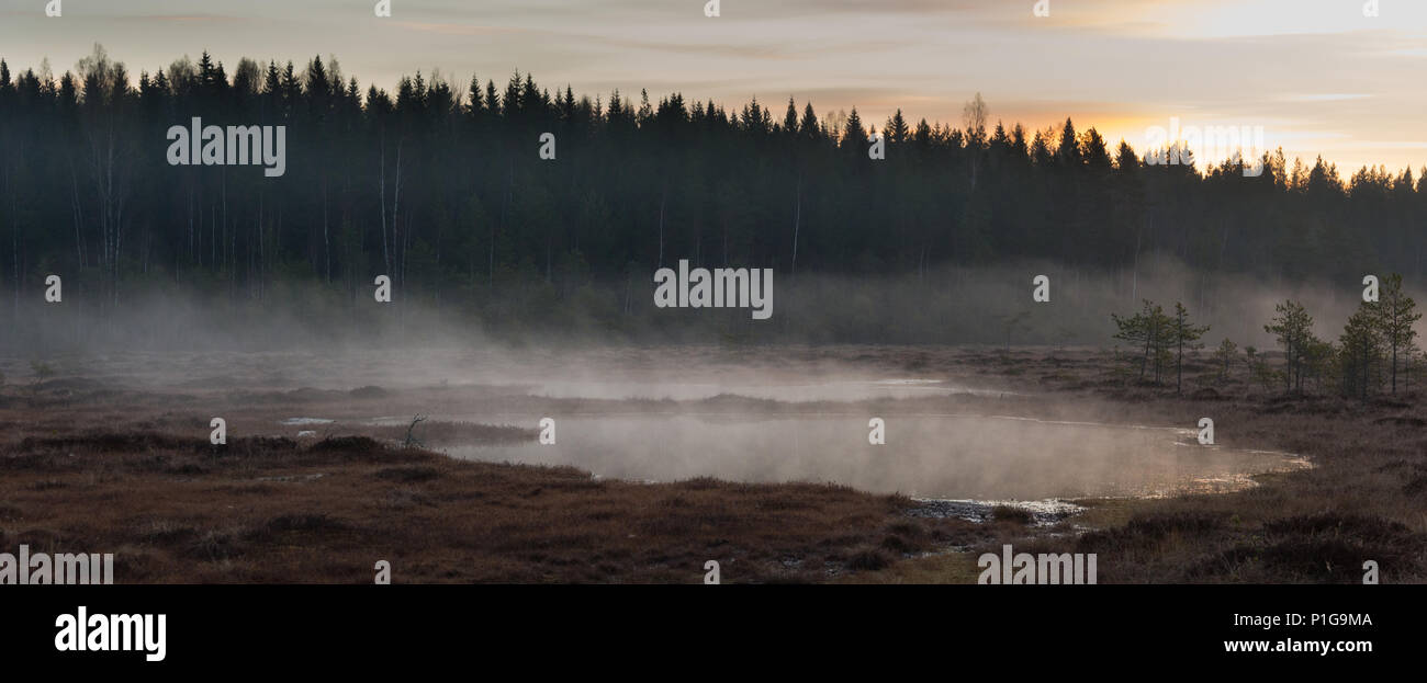 Misty before the sunrise. Torronsuo national park, Tammela, Finland. 7.5.2018 Stock Photo