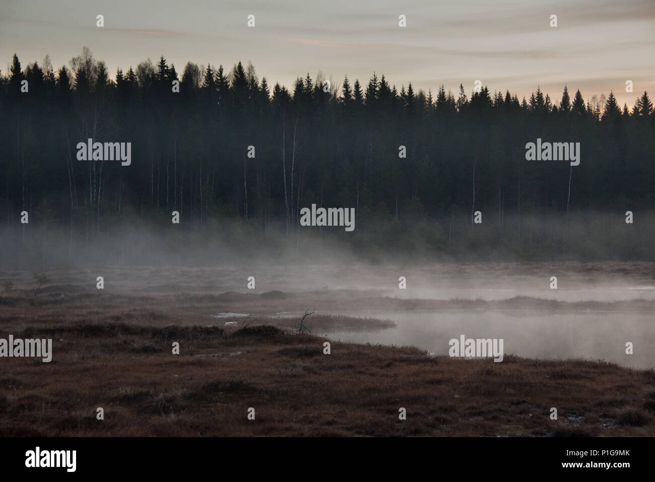 Misty before the sunrise. Torronsuo national park, Tammela, Finland. 7.5.2018 Stock Photo